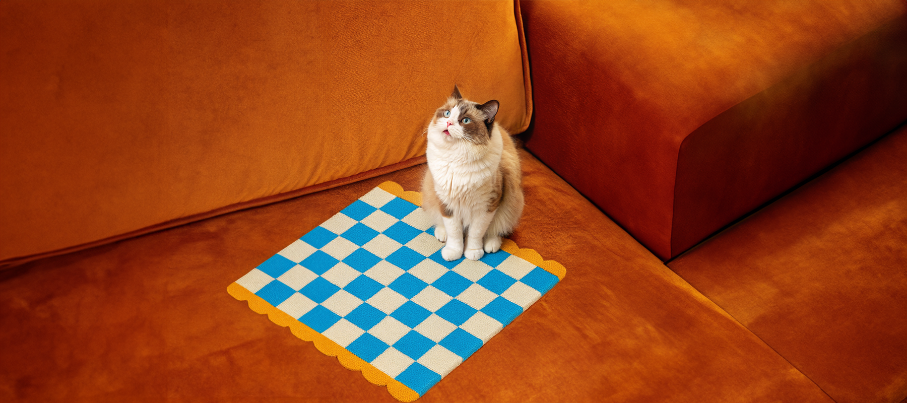 HADDEN Holiday Gift for Cat Lovers | Designer Cat Bundles NYC