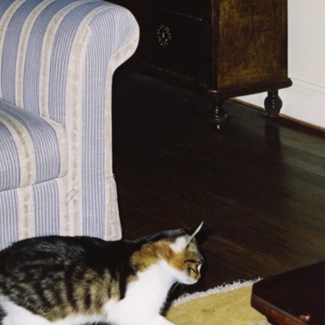 HÄDDEN Designer Cat Accessories | Toys, Bowls & Decor NYC