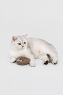 HÄDDEN Cat Toy Bundle Box – Pre-Order