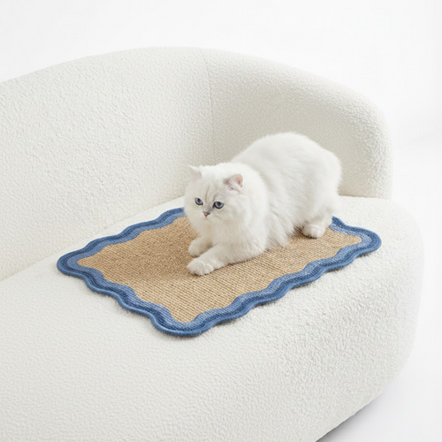 White cat on a cardboard mat with blue border on a white couch