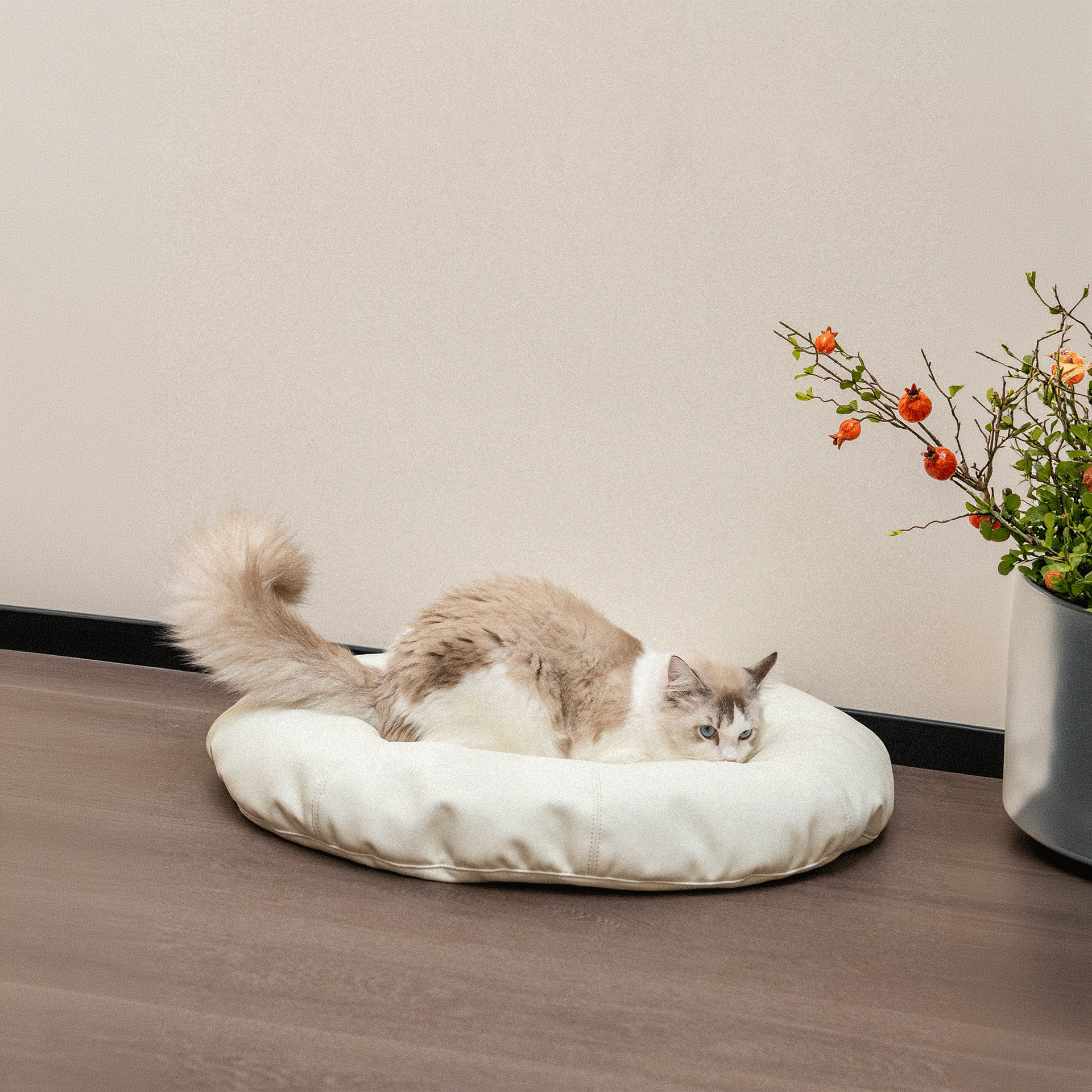 HÄDDEN NYC Cloud White Donut Pet Bed – Luxury Cat & Small Dog Lounge